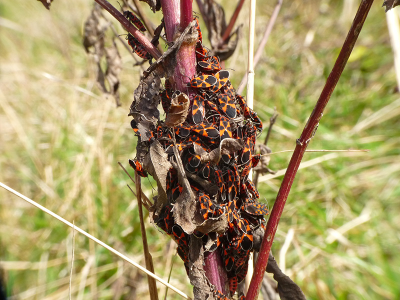 Lygaeidae: Tropidothorax leucopterus